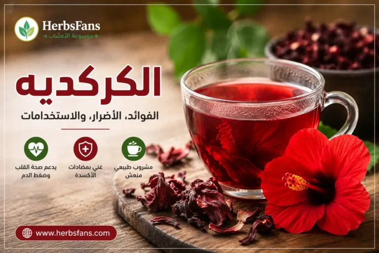 الكركديه: الفوائد الصحية، الأضرار، طريقة الاستخدام، وما تقوله الدراسات