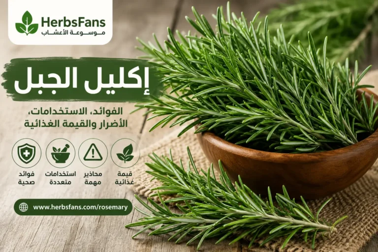 إكليل الجبل: الفوائد ، الاستخدامات، القيمة الغذائية والأضرار المحتملة