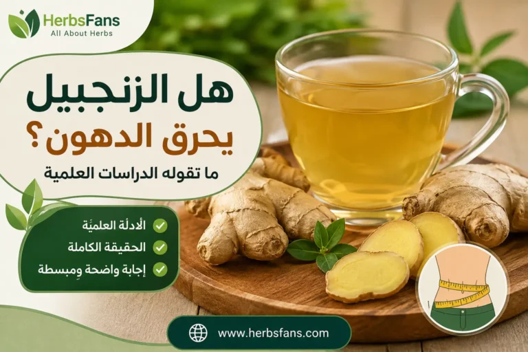 هل الزنجبيل يساعد على حرق الدهون وإنقاص الوزن؟ ما رأي العلم؟