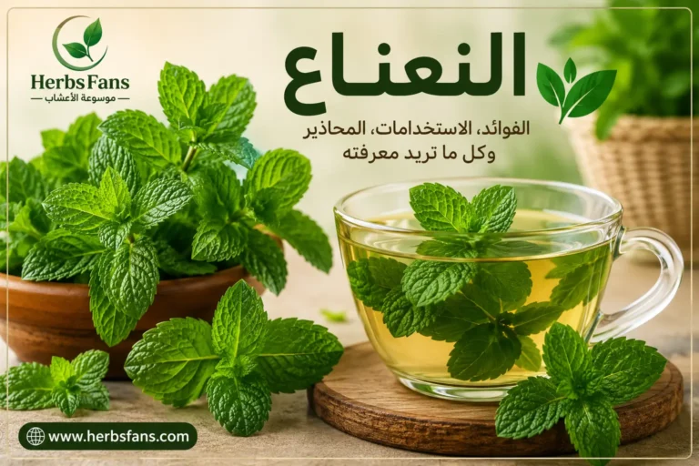 النعناع: الفوائد الصحية، القيمة الغذائية، الاستخدامات، والأضرار