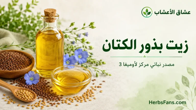 فوائد زيت بذور الكتان: طريقة استخدامه وأضراره وما تقوله الدراسات