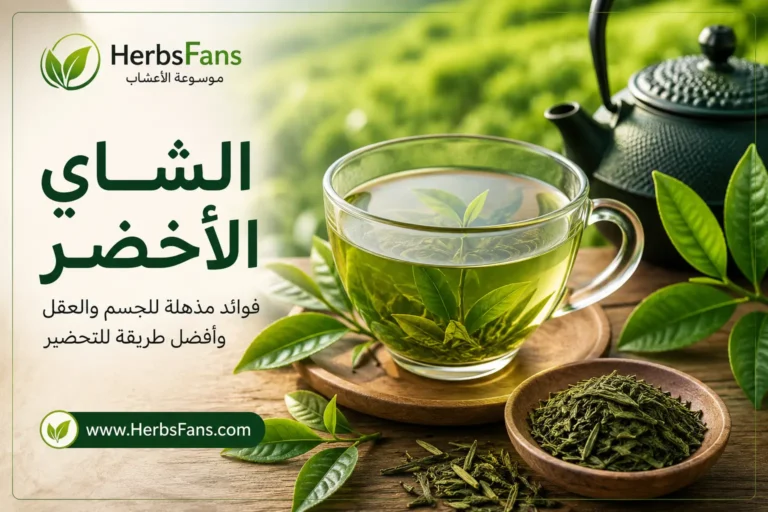 الشاي الأخضر: الفوائد، الأضرار، طريقة التحضير وأهم المعلومات العلمية