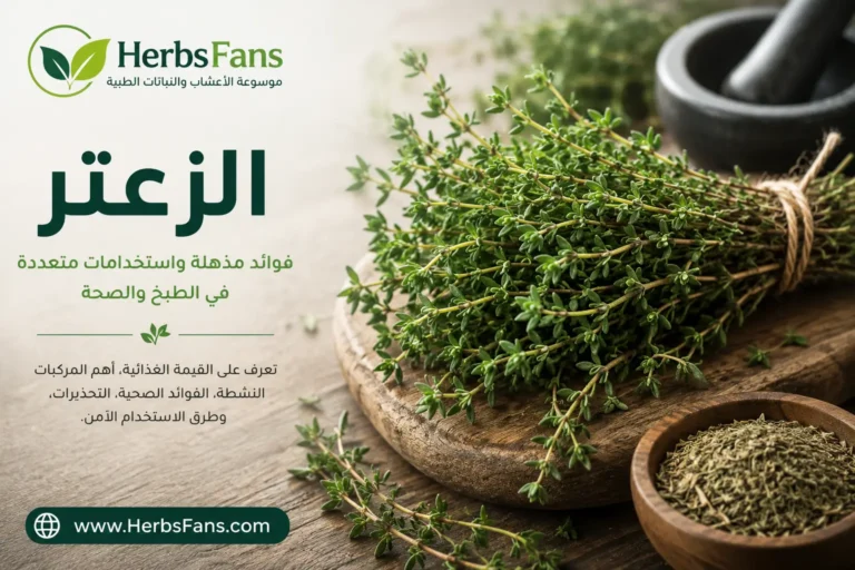 الزعتر: الفوائد الصحية، القيمة الغذائية، الاستخدامات، الأضرار
