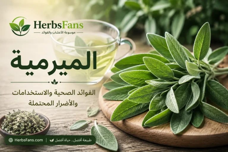 الميرمية: الفوائد الصحية، الاستخدامات، القيمة الغذائية والأضرار