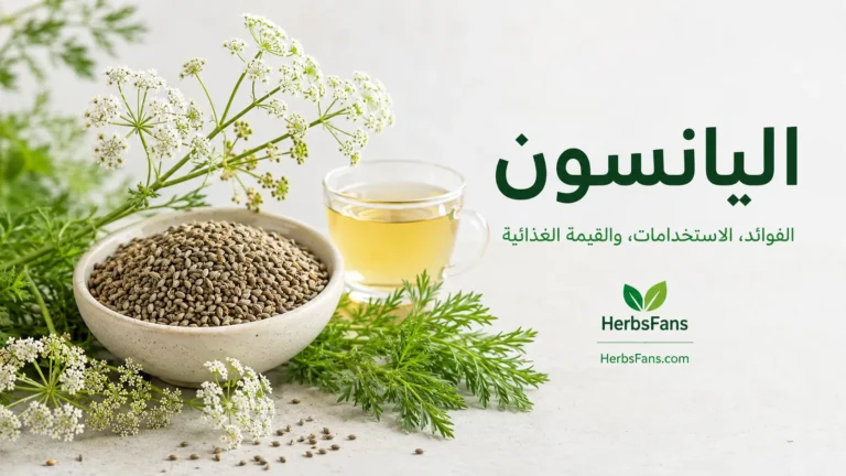 فوائد اليانسون الصحية واستخداماته: القيمة الغذائية والأضرار