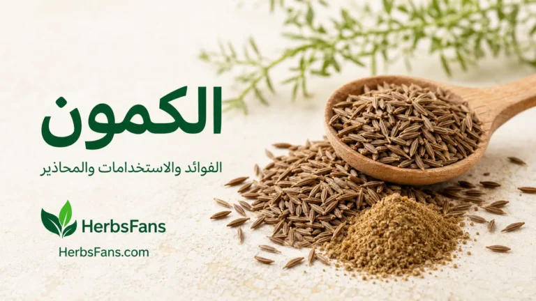 فوائد الكمون: القيمة الغذائية، الاستخدامات والأضرار المحتملة