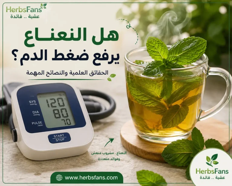 هل النعناع يرفع ضغط الدم؟ وهل هو آمن لمرضى الضغط؟