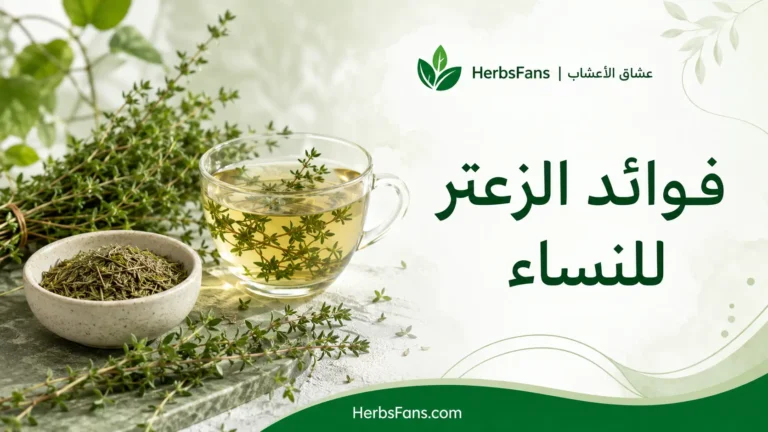 فوائد الزعتر للنساء. الصورة صُممت لأغراض توضيحية، وهي لا تمثل صورة فوتوغرافية حقيقية.