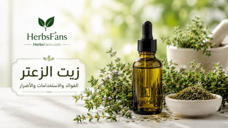 زيت الزعتر: الفوائد والاستخدامات والأضرار